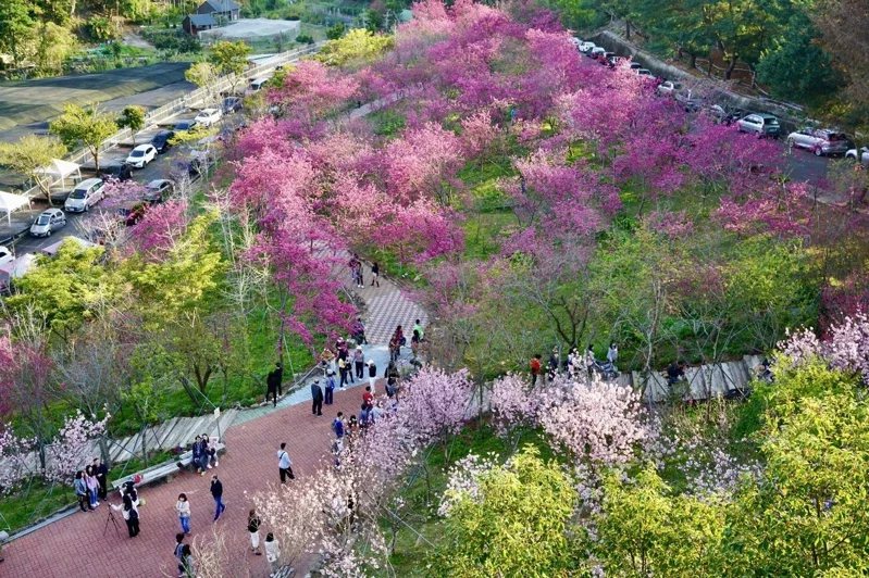 整片粉色的香水櫻已經悄悄攻佔櫻花鳥森林的山頭，十分浪漫。 圖／櫻花鳥森林 提供