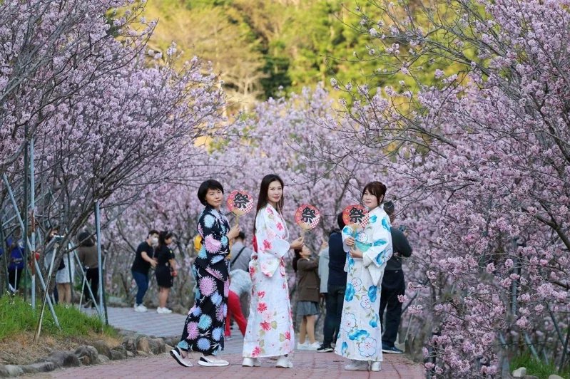 櫻花鳥森林引進種植100餘棵香水櫻，最近正盛開，民眾穿和服拍照，彷彿置身日本京都...
