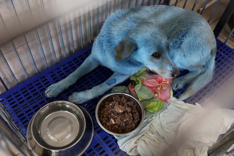 俄罗斯惊见“蓝色流浪狗” 疑遭有害化学物质染色
