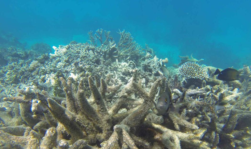 過去30年，澳洲大堡礁已有超過半數珊瑚死亡。（Shutterstock）