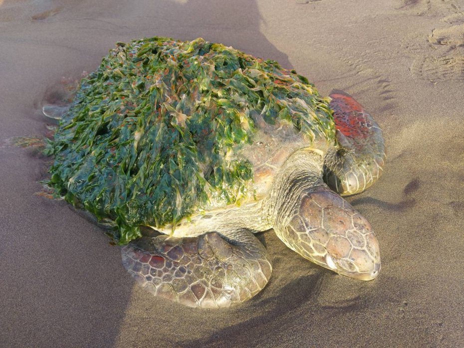 南部分署第11岸巡隊北堤安檢所人員，在發現1隻綠蠵龜，外殼遍布海草，協助脫困並帶回安置送醫治療。圖／第11岸巡隊提供