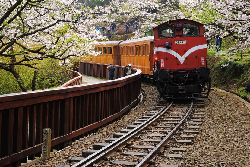 搭乘森林小火車欣賞櫻花，也是阿里山的人氣行程之一。圖／易遊網提供