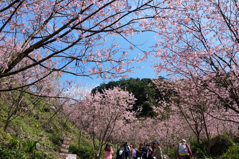 全台櫻花盛開。記者林澔一／攝影