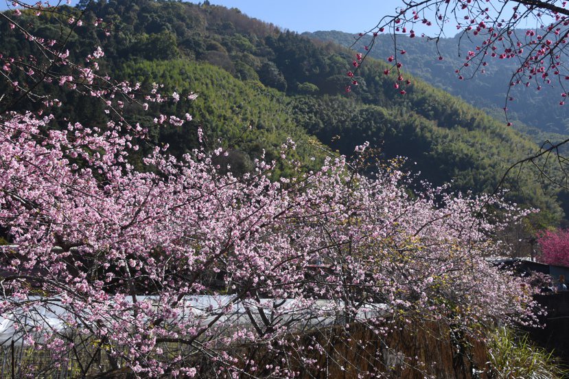 讓草坪頭揚名的不是茶，而是茶園之間遍植的櫻花、李花和桃花，每年初春繁花盛開，引來...