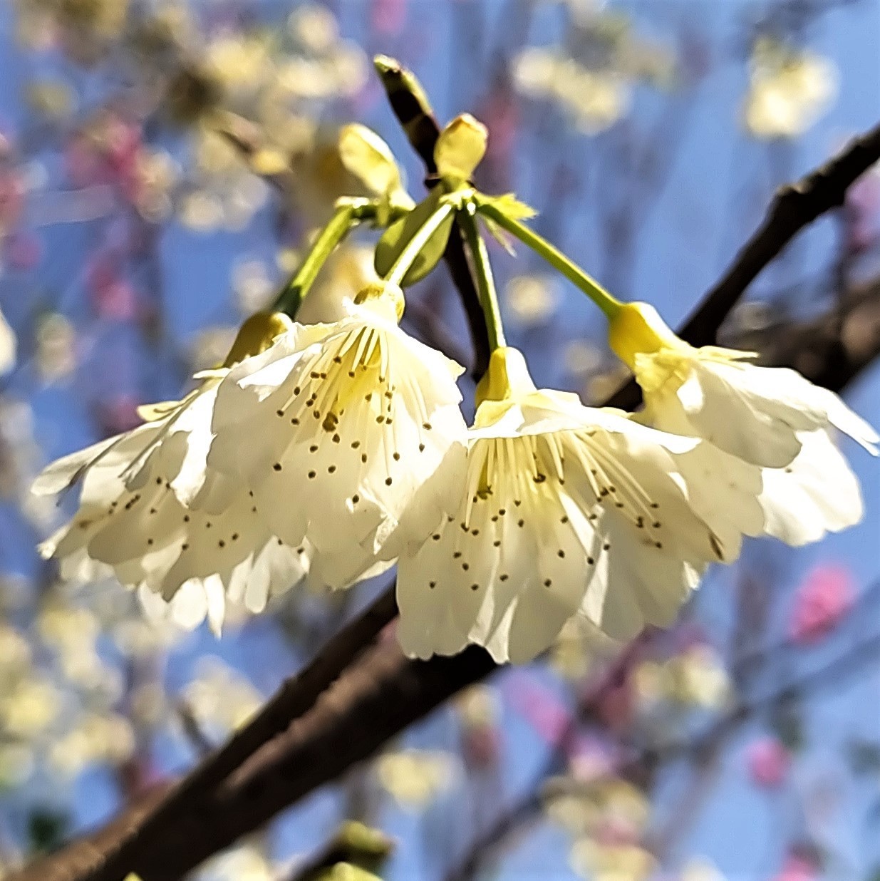 白色櫻花是「福爾摩沙櫻」，發現之初稱作「白花山櫻」 圖／沈正柔 提供