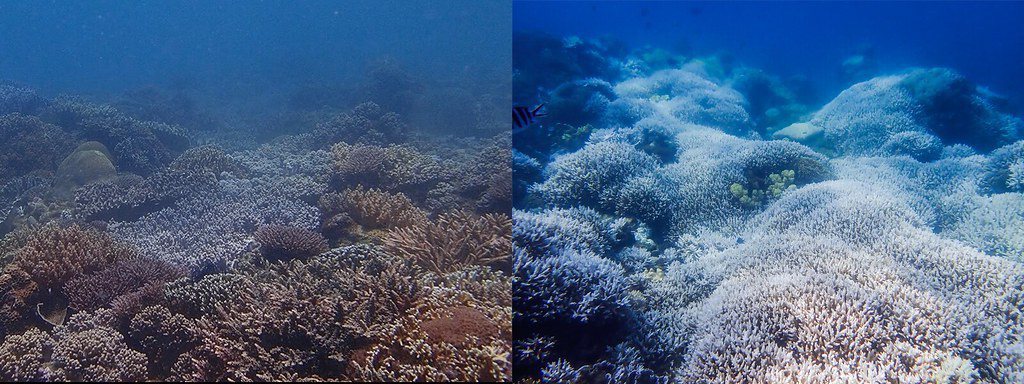 2020年夏天，台灣發生史上最大規模的珊瑚白化事件。圖為墾丁後壁湖花園同一潛點（...