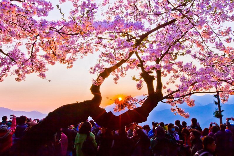 春天到阿里山賞日出，還能同時欣賞美麗的櫻花。圖／KLOOK提供