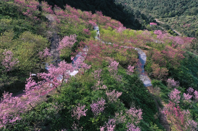 三峽大熊櫻花林，綻放的櫻花遍布整個山谷，美不勝收。記者林澔一／攝影