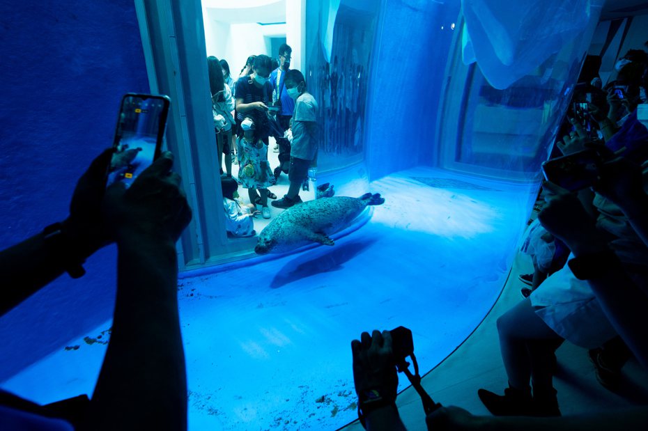 台灣防止虐待動物協會認為，Xpark未提供斑海豹任何遮蔽與躲藏空間。圖／台灣防止虐待動物協會提供
