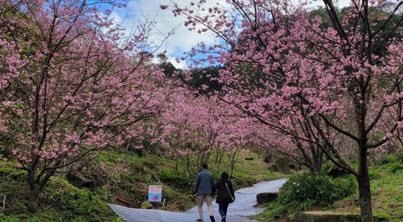 新北大熊櫻花林粉紅美景滿山頭，進最佳觀賞期花期至4月。 圖／游明煌 攝影