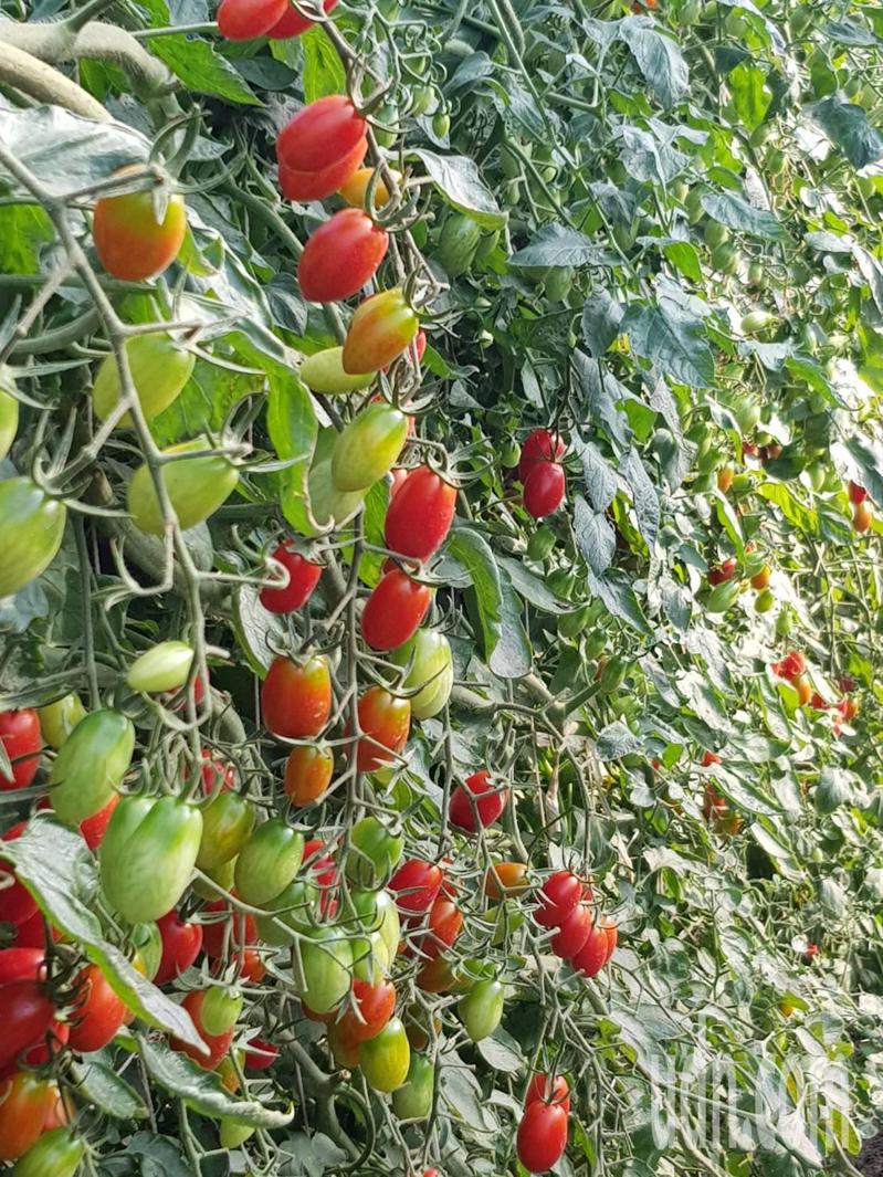 小番茄盛產，台南新市中小學新生到果園體驗採收。記者周宗禎/攝影