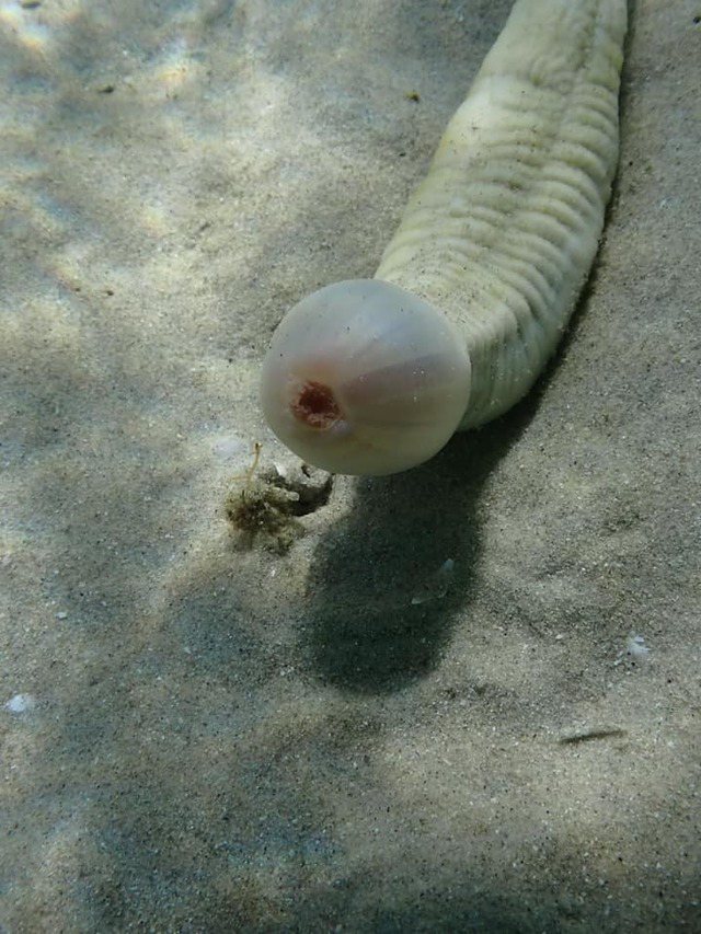 这只神似男性生殖器的生物其实属于「鳃曳动物门」，是一种栖息于海底的无节段蠕虫，最长可长到39公分，其名称源自希腊神话中的生殖之神「普里阿普斯」。图／Facebook／Josie Jones(photo:UDN)