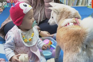 自2000年開始，台灣陸續引進動物輔助治療，讓家中「毛小孩」不再只是萌寵。記者王彥鈞／攝影