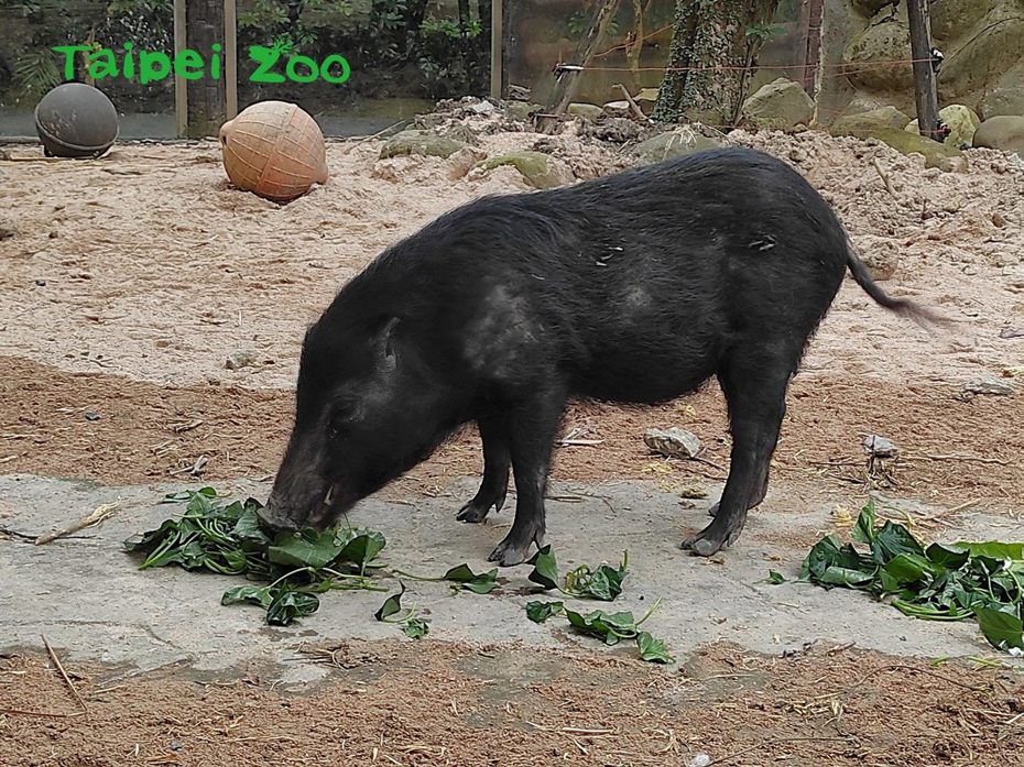 蘭嶼豬只要看見保育員提著食物走來，就會一窩蜂衝上前去。圖／台北市立動物園提供