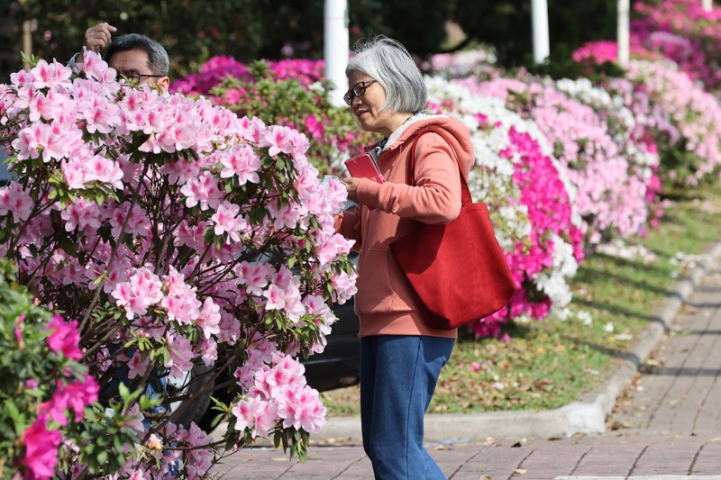台大杜鵑花今年已盛開，吸引不少民眾駐足觀賞、拍照。記者潘俊宏／攝影