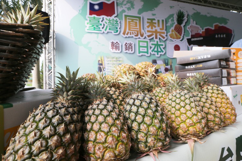 大陸宣布禁運台灣鳳梨，對國內產銷形成衝擊，但也有農民提前轉型，幫鳳梨找到出路。圖為屏東鳳梨裝櫃銷日。圖／聯合報系資料照片