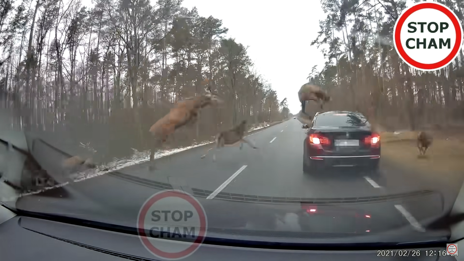 一位外國駕駛在林間道路行駛時，突然遭遇大量鹿隻橫越馬路，驚險過程影片曝光後吸引了上千萬網友點閱。圖擷取自youtube
