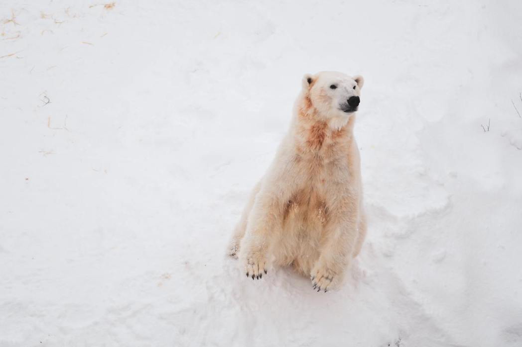 由於北極海冰大量流失，北極熊和獨角鯨需花上多達四倍的力氣（熱量）才能生存。 圖／...