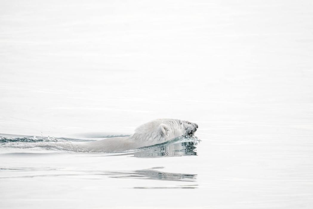 研究顯示，北極熊現在平均得游泳三天才能找到海豹。 圖／Unsplash