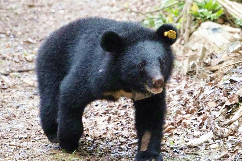 台東林管處照養台灣黑熊時，要採集74種食材，其中還有特定植物，須長途跋涉，為黑熊們採集，圖為廣原小熊Mulas。記者羅紹平／翻攝