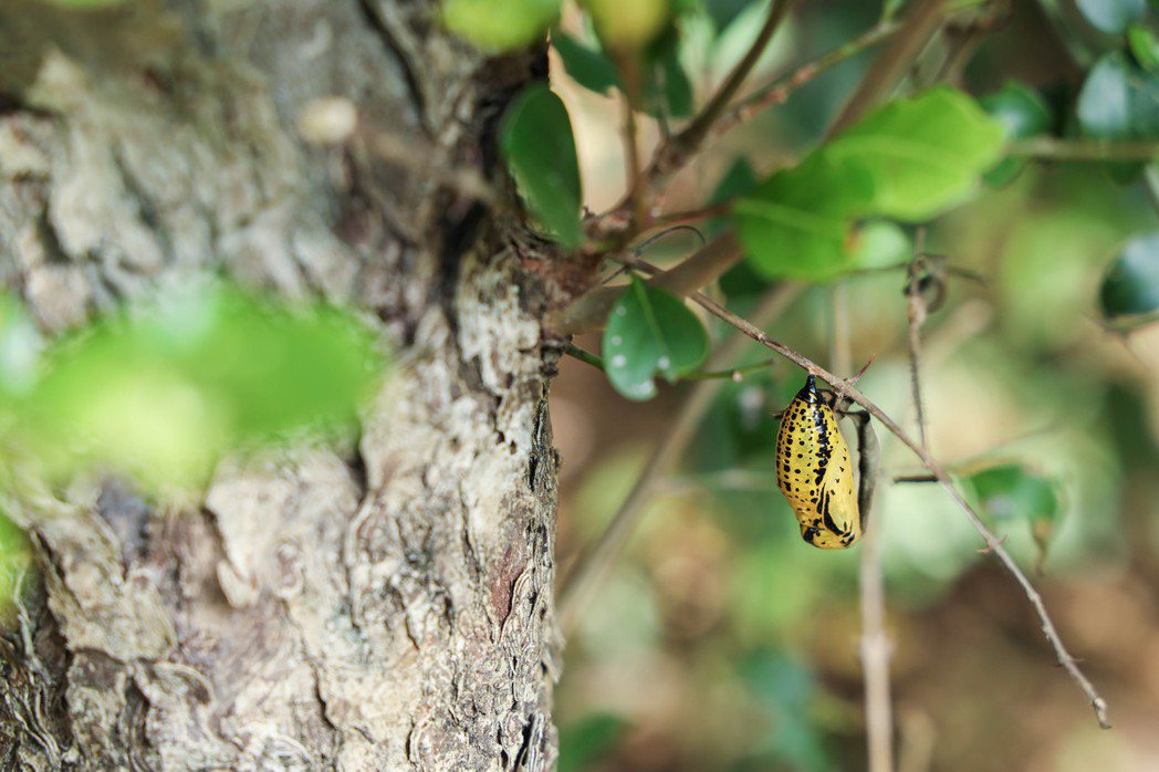 在社頂公園的生態旅遊中，有一條蝴蝶廊道，導覽會介紹如何辨別蝶蛹。記者吳致碩／攝影