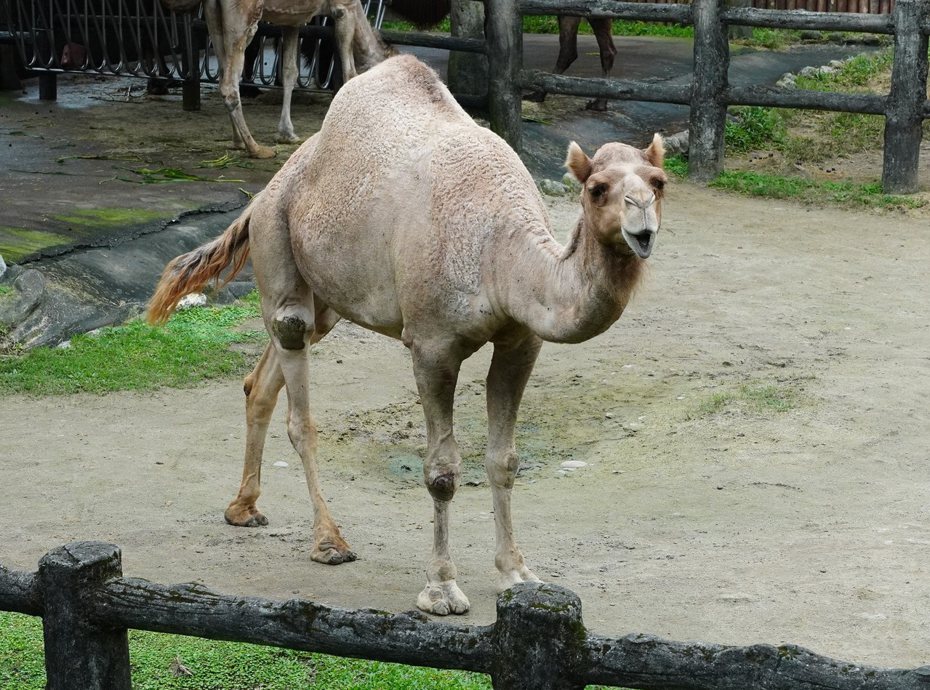 單峰駱駝的腳比較長，身體比較輕，可以走得更快、更遠。圖／台北市立動物園提供
