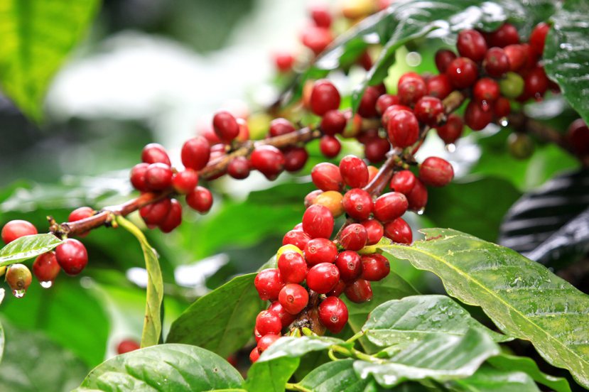 咖啡果有抗氧化特性，有助於活躍思緒。 圖／Shutterstock提供