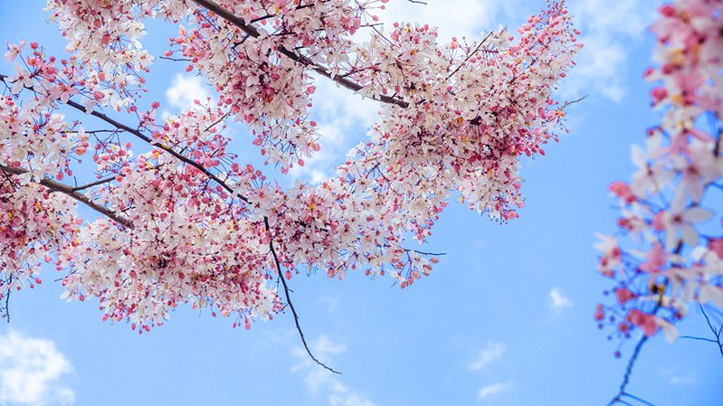 花旗木，又名「桃紅陣雨樹」，遠看如櫻花。（攝影/蔡嘉瑋）