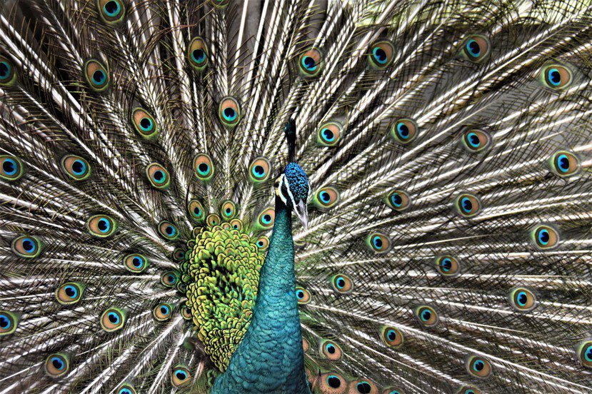 鳥園裡住著綠孔雀、藍孔雀和白孔雀。綠孔雀分佈在東南亞的緬甸、爪哇等地，藍孔雀則在...