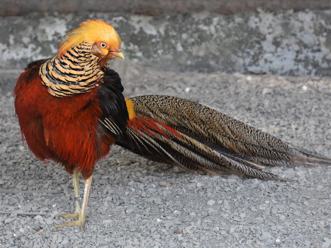 與孔雀鄰居，羽色能嫓美的是紅腹錦雞 圖／沈正柔 提供