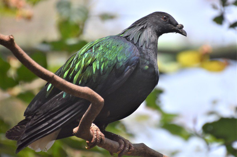 綠簑鴿可以用綠葉作掩護 圖／沈正柔 提供