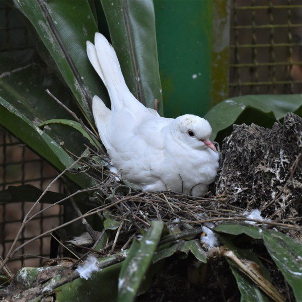 小白鳩坐在巢裡，一面孵蛋一面嗑睡 圖／沈正柔 提供