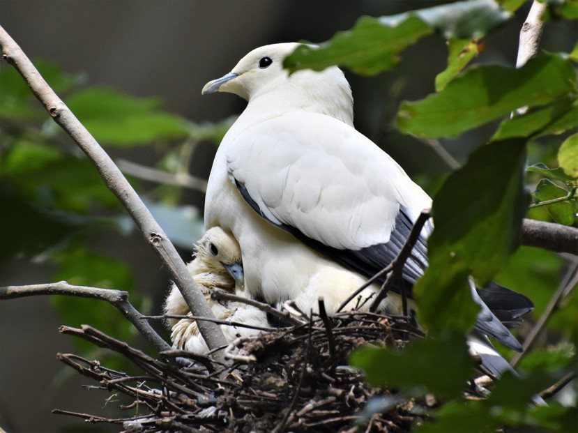 白皇鳩也蹲在窩裡，小鳥依偎在媽媽懷裡，不時伸出頭來窺伺來客。 圖／沈正柔 提供