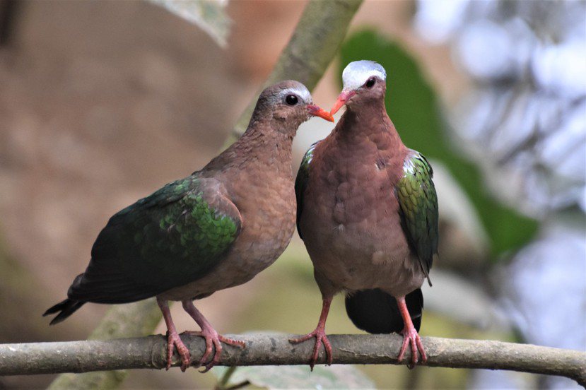 原產於東南亞的翠翼鳩忙著談戀愛，早些修成正果的已在巢中孵卵。 圖／沈正柔 提供