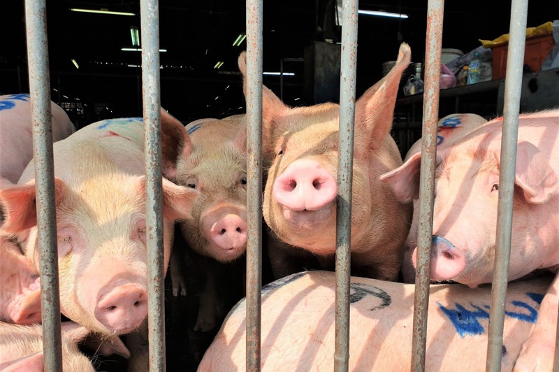 南投縣農產運銷公司以擴音器，在繫留欄播放佛經給豬聽。記者賴香珊／攝影