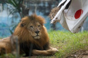 「叢林之王」獅子是動物園的人氣王，然而一旦長大，會有近親交配、與父母打鬥爭領導權等風險。圖為哥倫比亞動物園的獅子。路透
