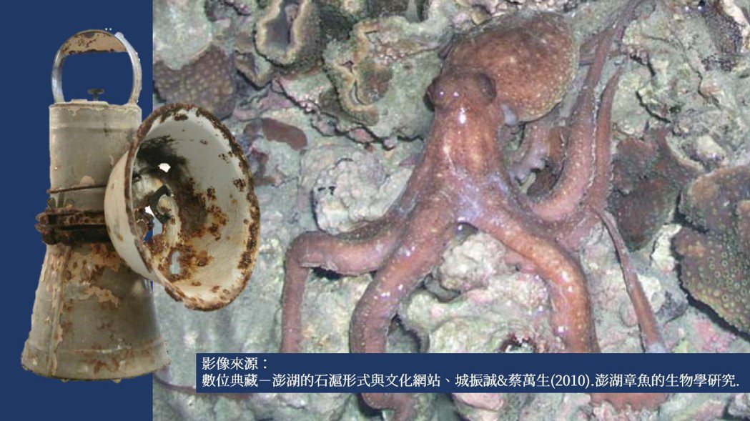 夜間以燃燒碳化鈣（電土）的燈光在潮間帶誘捕章魚，是澎湖傳統漁業之一，但在1945年美軍空襲期間被迫停擺。 圖／澎湖章魚的生物學研究