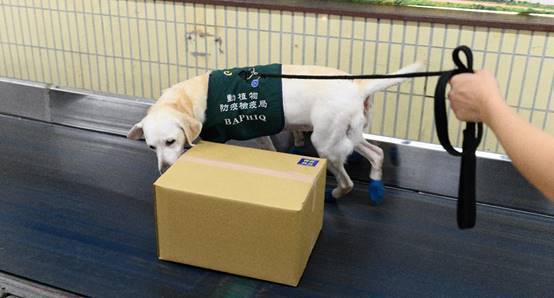 檢疫犬組偵測台北郵件中心包裹。圖／防檢局提供