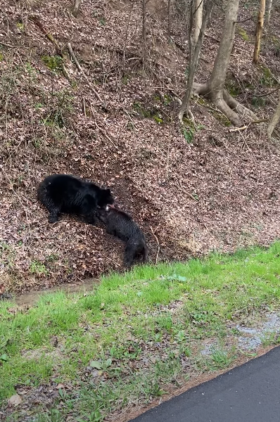 美國遊客在田納西州大煙山國家公園（Great Smoky Mountains National Park）意外在高速公路旁目睹「黑熊大戰野豬」的畫面。圖擷自Old Skull Outdoors頻道