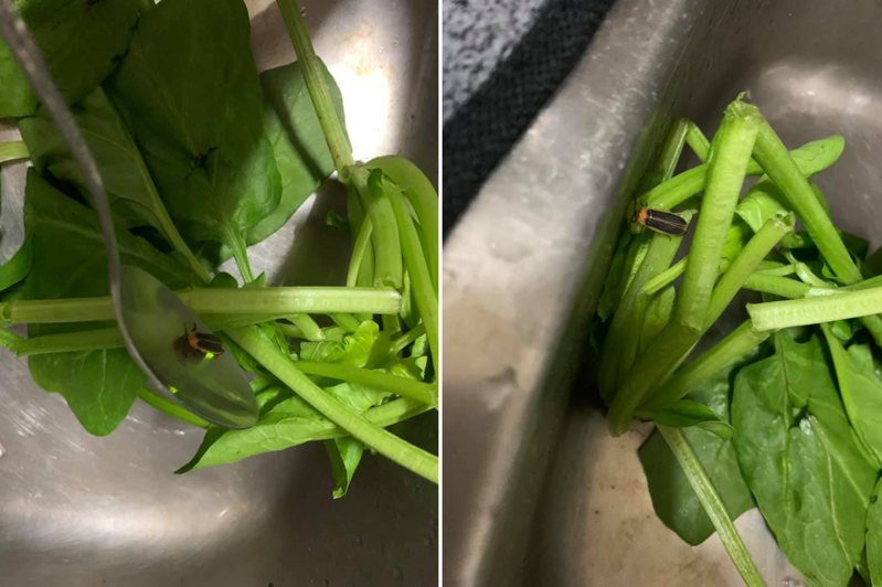 一名女網友到超市買菠菜，竟發現夾藏著一隻螢火蟲，讓她非常驚喜。 圖／翻攝自「我愛全聯-好物老實説」