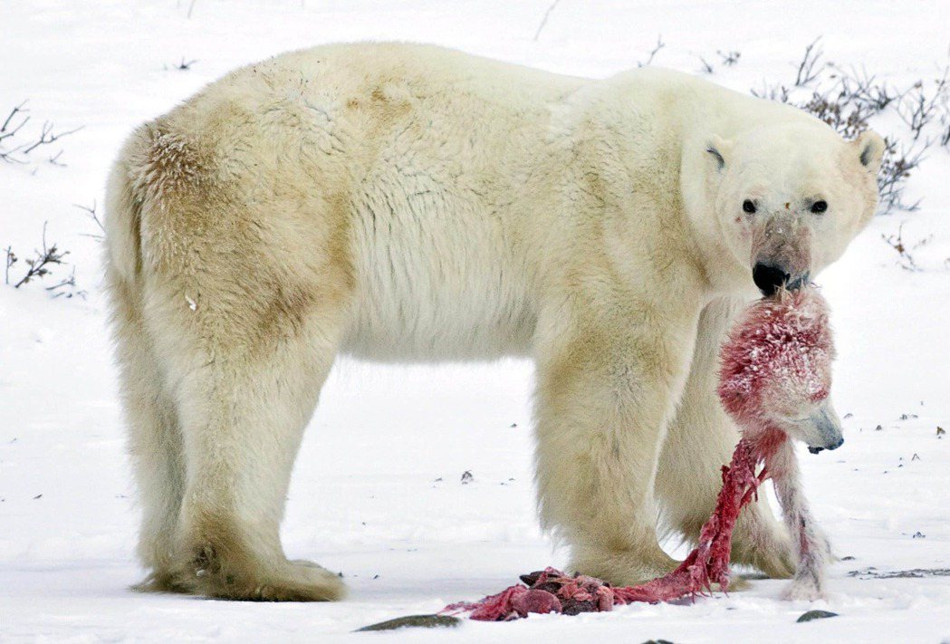 2009年，加拿大北極圈內拍到的北極熊相食照片，氣候變遷對於生態的衝擊，讓北極熊...