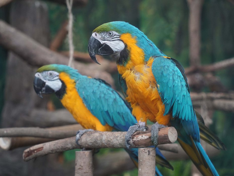 黃腹藍琉璃金剛鸚鵡住在熱帶雨林室內穿山甲館二樓的活動場中。圖／台北市立動物園提供