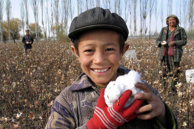 新疆的自然條件適合種植棉花，1名維族少年展示他剛採下的棉花。新華社
