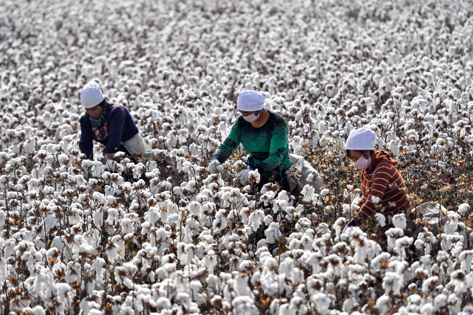 新疆棉花產量約占全大陸的87.3%。圖為農民正在採摘棉花。中新社