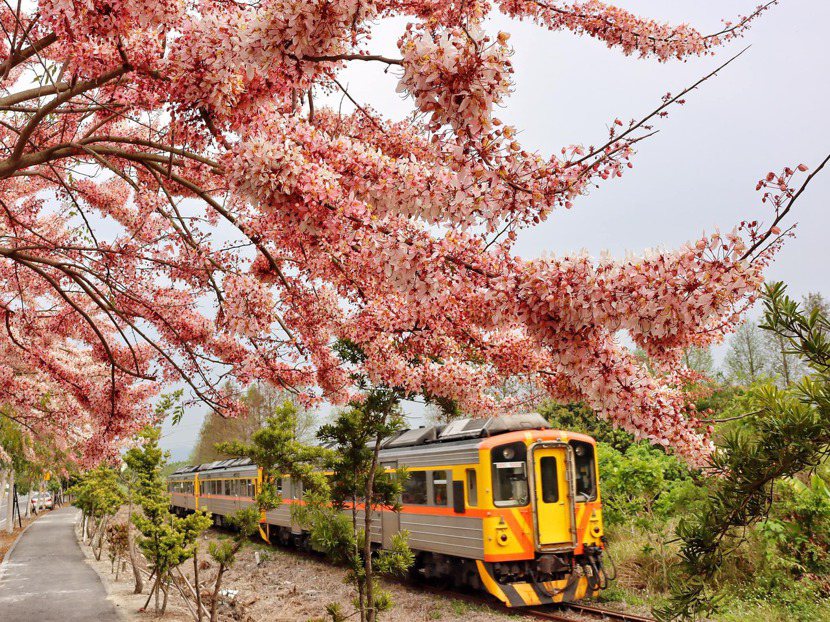 花旗木別名「泰國櫻花」、「平地櫻花」，尤其集集線的石虎小火車駛過時，可媲美阿里山...