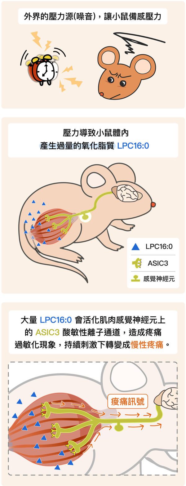 他們分析小鼠血液中的脂質，發現小鼠在遭受壓力後，體內有一群特別的脂質被代謝出來。...