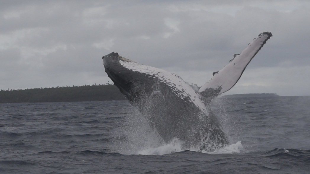 導演黃嘉俊透過鏡頭捕捉到許多鯨魚噴水、海豚飛越等珍貴畫面。圖／牽猴子提供