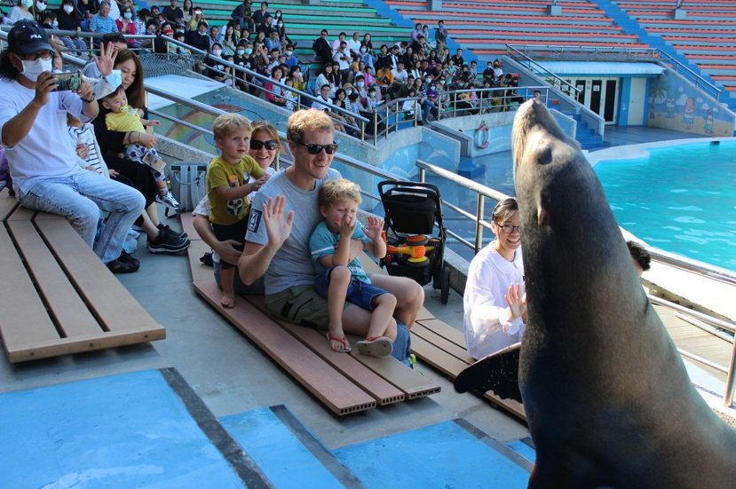 海獅秀常常吸引大批民眾來觀賞。 圖／新北市動保處提供