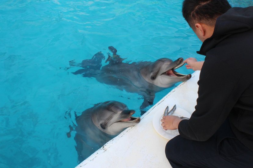 海豚與訓練員間的羈絆不禁讓人深感佩服。 圖／新北市動保處提供