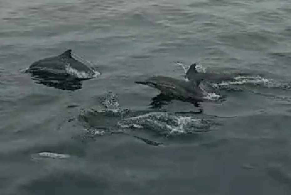 宜蘭龜山島海豚大爆發，500多隻悠遊海面、開心跳躍，讓幸運看見的遊客驚呼連連。簡姓解說員提供